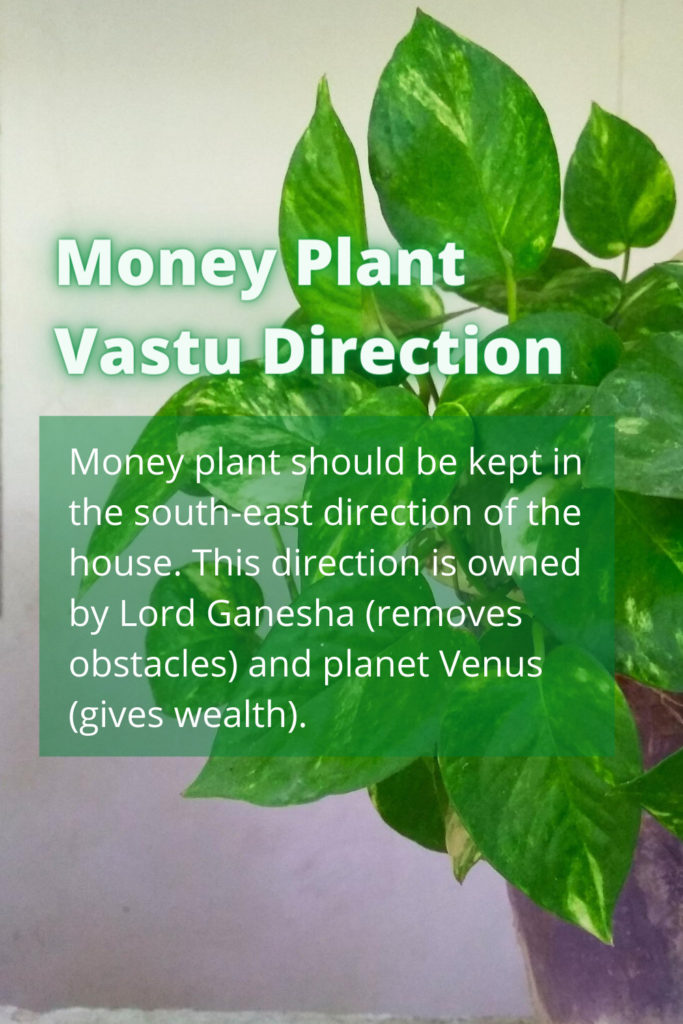 Money Plant Vastu 683x1024 