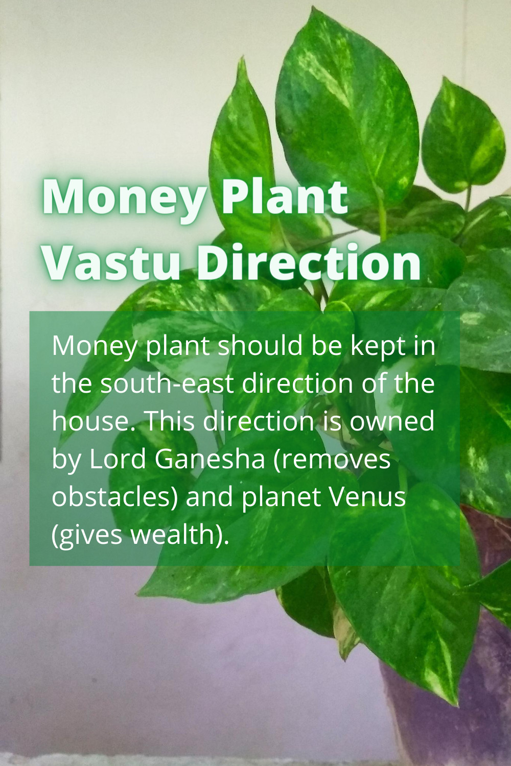 essay on money plant