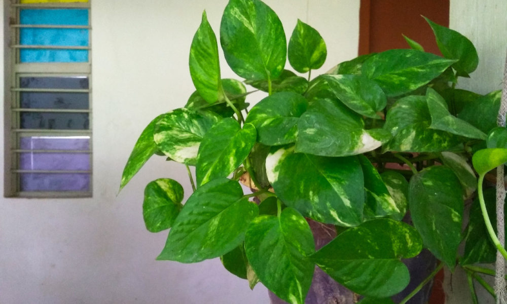 Money Plant Direction In Living Room