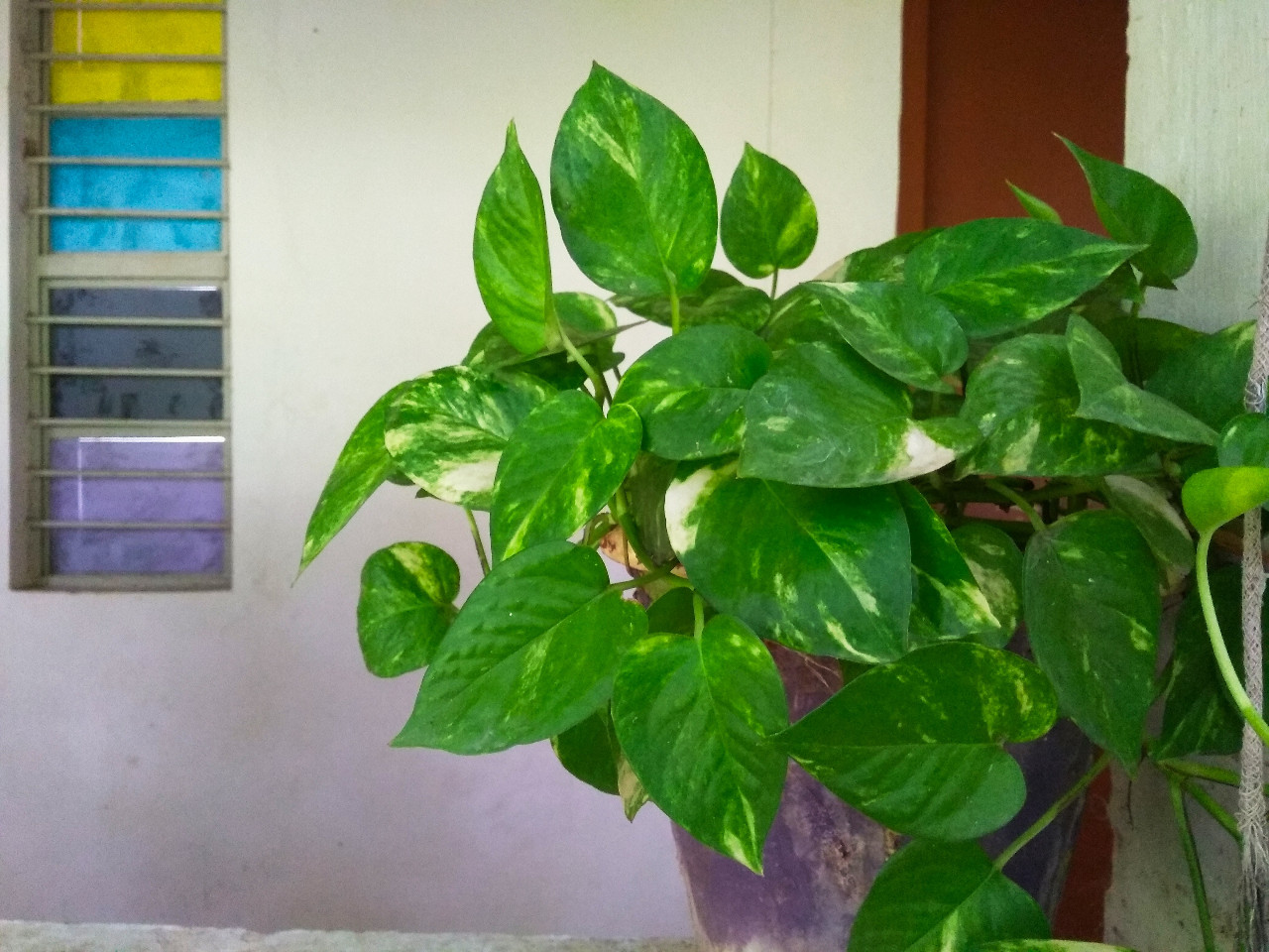 Money Plant Direction In Balcony And Money Plant In Bedroom Vastu 0014