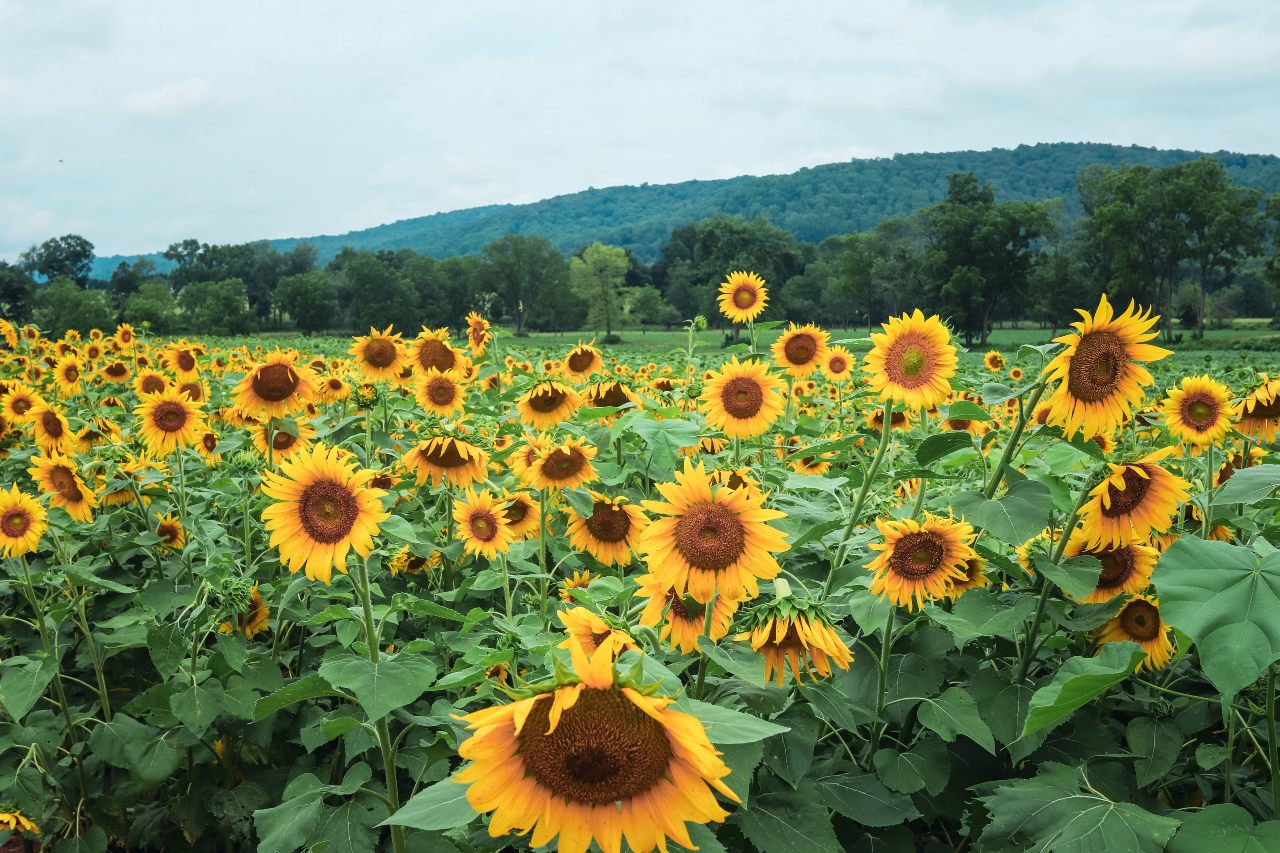 The Best Type Of Flower To Buy For Each Zodiac Sign